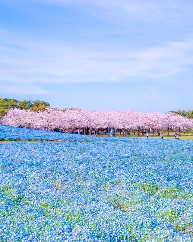 『福岡県 海の中道海浜公園』桜とネモフィラのコラボ♪なんて美しいの✨✨