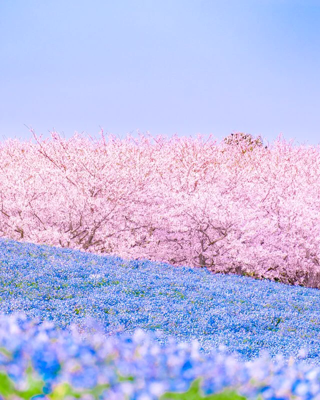 『福岡県 海の中道海浜公園』桜とネモフィラのコラボ♪なんて美しいの✨✨