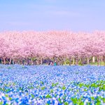 『福岡県 海の中道海浜公園』桜とネモフィラのコラボ♪なんて美しいの✨✨