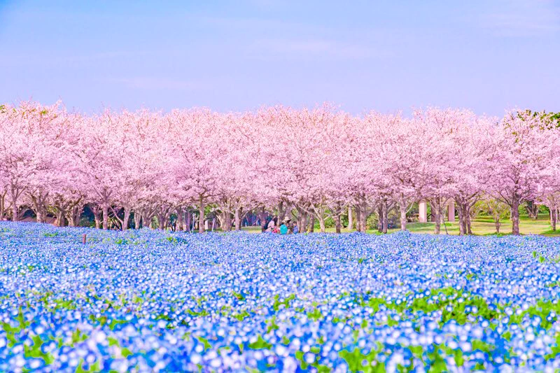 『福岡県 海の中道海浜公園』桜とネモフィラのコラボ♪なんて美しいの✨✨