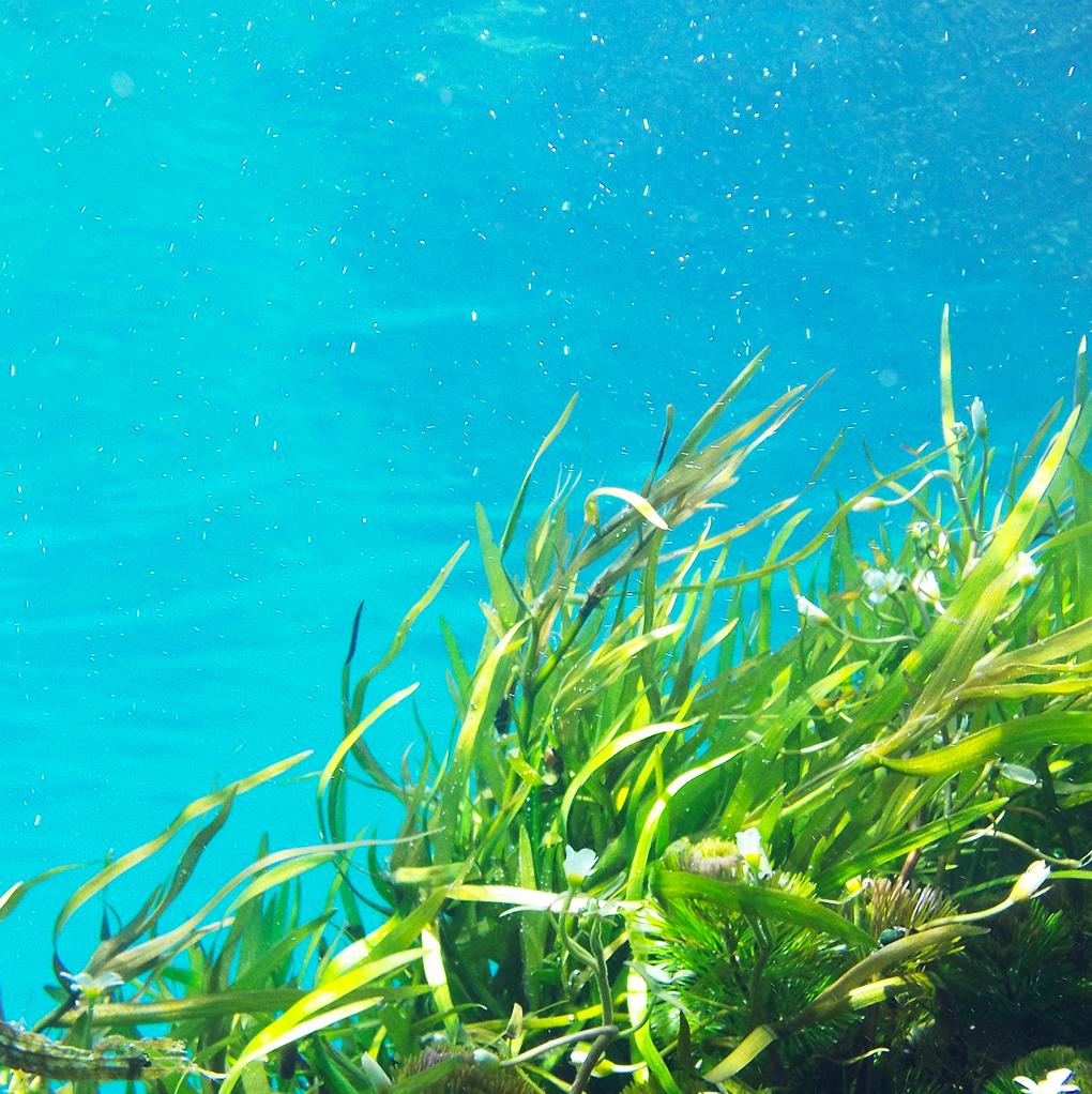 Seaweed = unsung hero of skincare. 

Purifies and nourishes skin by providing superior hydration and anti-inflammatory benefits that will help draw out toxins from the skin. 💦