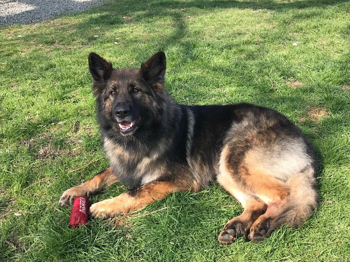 MetTaskforce's tweet image. Last night PD Tigger assisted @MPSBexley when suspects ran from 2 Stolen mopeds. He tracked through back gardens to a school and found all 3 hiding in a bush. Tigger detained one, handler detained another, the 3rd gave up. 3 arrested!
#teamwork #policedog
