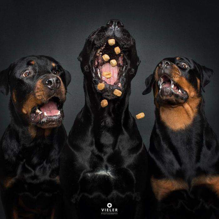CharlieDof93's tweet photo. Dogs Trying To Catch Treats In Mid-Air By Christian Vieler https://t.co/lOC4rigTCo
