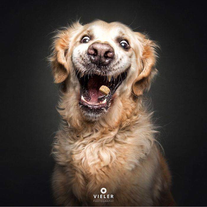 CharlieDof93's tweet photo. Dogs Trying To Catch Treats In Mid-Air By Christian Vieler https://t.co/lOC4rigTCo