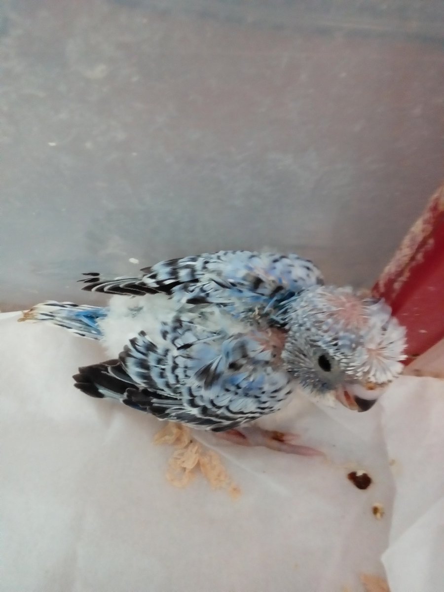 埼玉県ペットショップハピネス 小動物専門店 鳥メイン チンチラ 期間限定販売中です 羽衣セキセイインコ ちゃん大きくなりました 色も毛も羽も生えてきて可愛い 鳴き声も大人っぽくなりました インコ 小鳥 鳥 Pet 可愛い 癒やし 楽しい 埼玉県ペットショップハピネス 小動物専門店 鳥メイン チンチラ 期間限定販売中です 羽衣セキセイインコ ちゃん大きくなりました 色も毛も羽も生えてきて可愛い 鳴き声も大人っぽくなりました インコ 小鳥 鳥 Pet 可愛い 癒やし 楽しい
