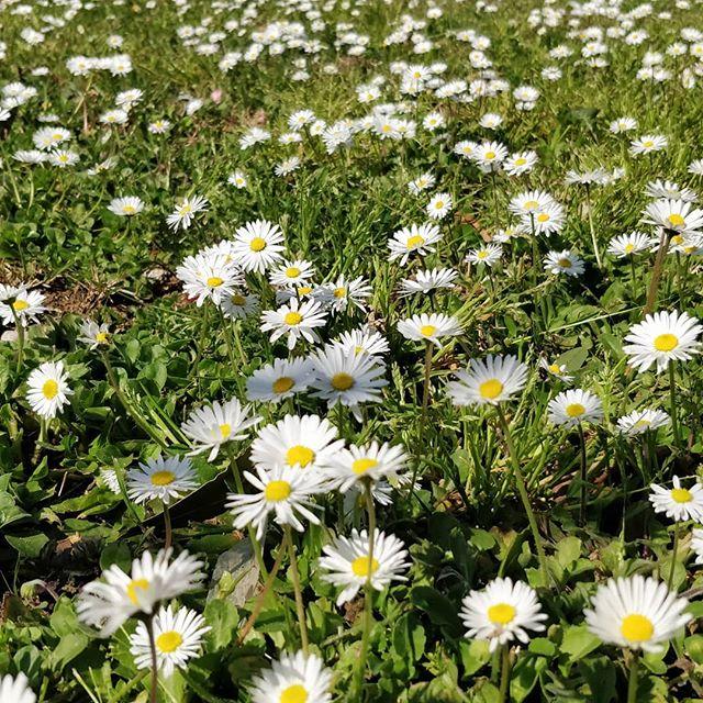 gianlucarrarese's tweet photo. Springtime. 😎
.
.
.
.
#springtime #spring #flowers #springtimes #springtimevibes #springtimeinitaly #nature #springtimetravel #springtimeready #springtimeflowers #springtimelove #springtimefun #springtimeishere #springtimefine #love #instagood #naturephotography  #naturelove… https://t.co/HwtDS4nWgz