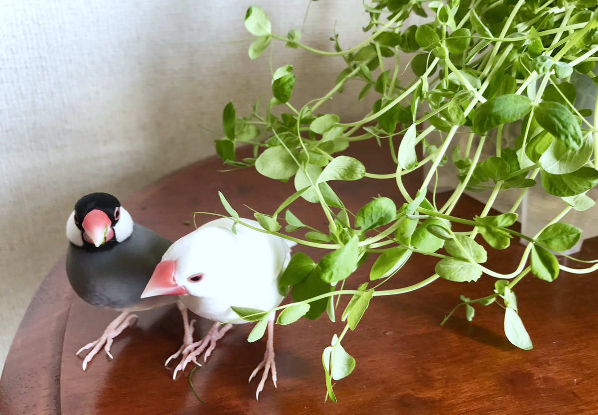 のびすぎた豆苗の触手に押され気味のふたり