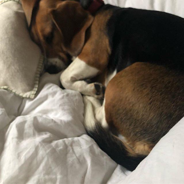 ANDPRLTD's tweet image. Biscuit #sleepingdog bit.ly/2VpRtrv