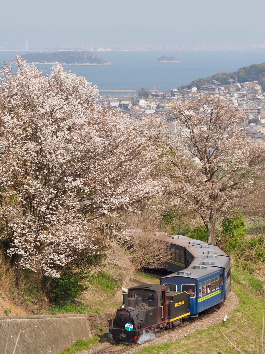 Hiroro على تويتر 愛知こどもの国で元気に活躍する 蒸気機関車 B12型しおかぜ号を見て きました ちょうど桜が満開で海を バックに桜並木 を駆ける姿を見る 事が出来ました 1枚目は縦長写真です 愛知こどもの国 蒸気機関車 Sl オリンパス Olympus T