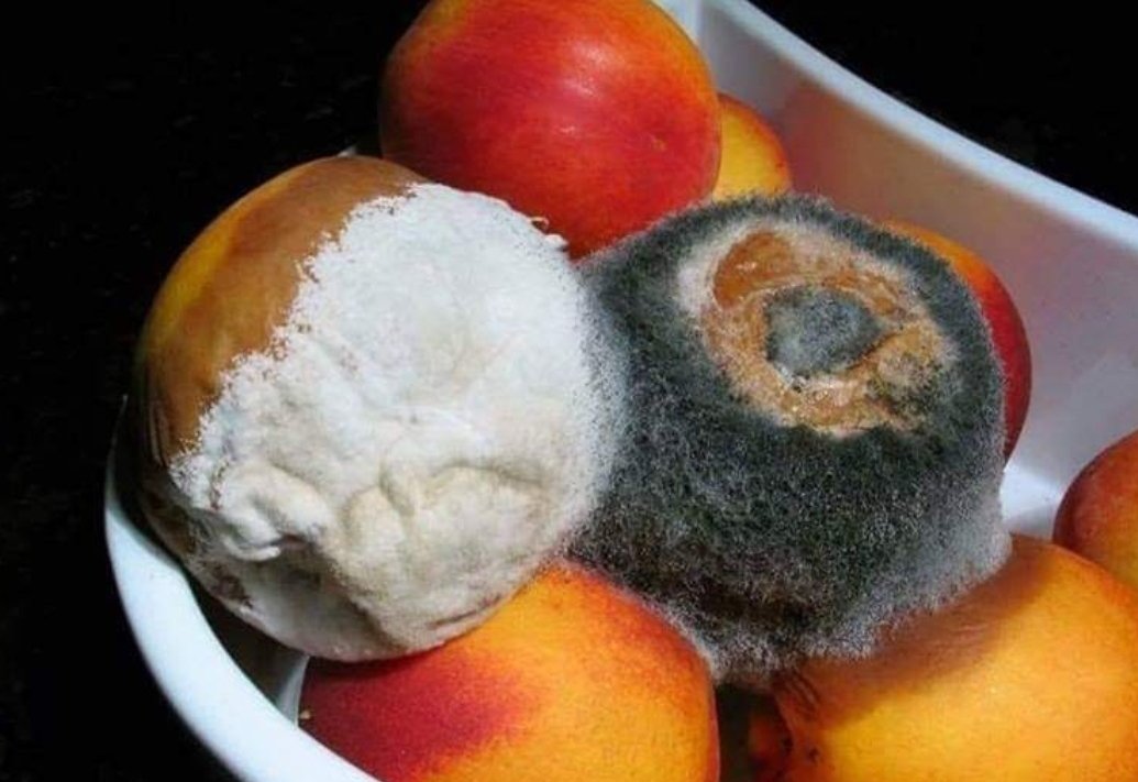 GrowYourMindset's tweet photo. If you take a rotten piece of fruit &amp; place it next to good fruit what happens? The mould from the rotten fruit spreads over the good fruit &amp; they're both spoiled.
The same with your mindset surround yourself with people who uplift you, not people who drain you #SundayMotivation https://t.co/7GyuBWwXJk