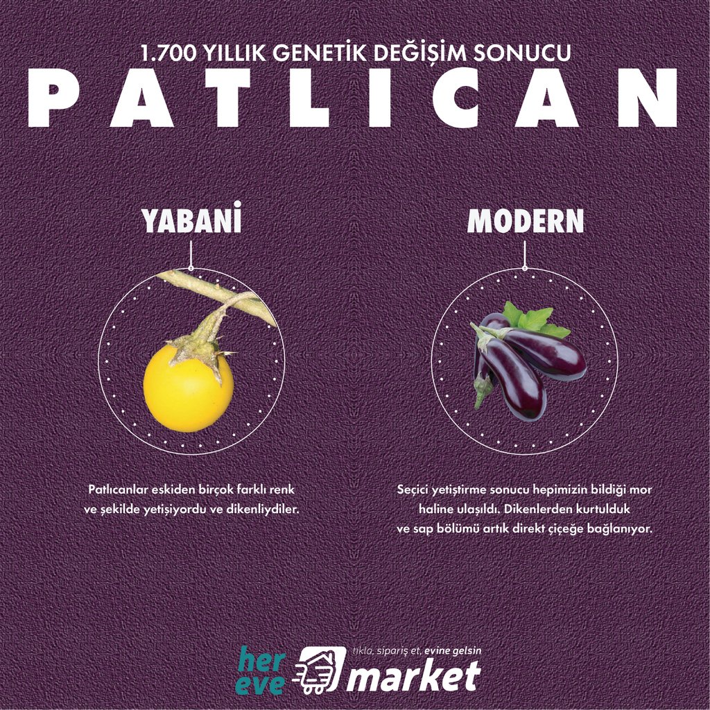 1,700 yıllık genetik değişim sonucu Patlıcan

herevemarket.com

#sagliklibeslenme #sebze #meyve #manav #saglikligida #organikgida #herevemarket #izmir #bornova #market #evesiparis #eglencelialisveris #alisveris