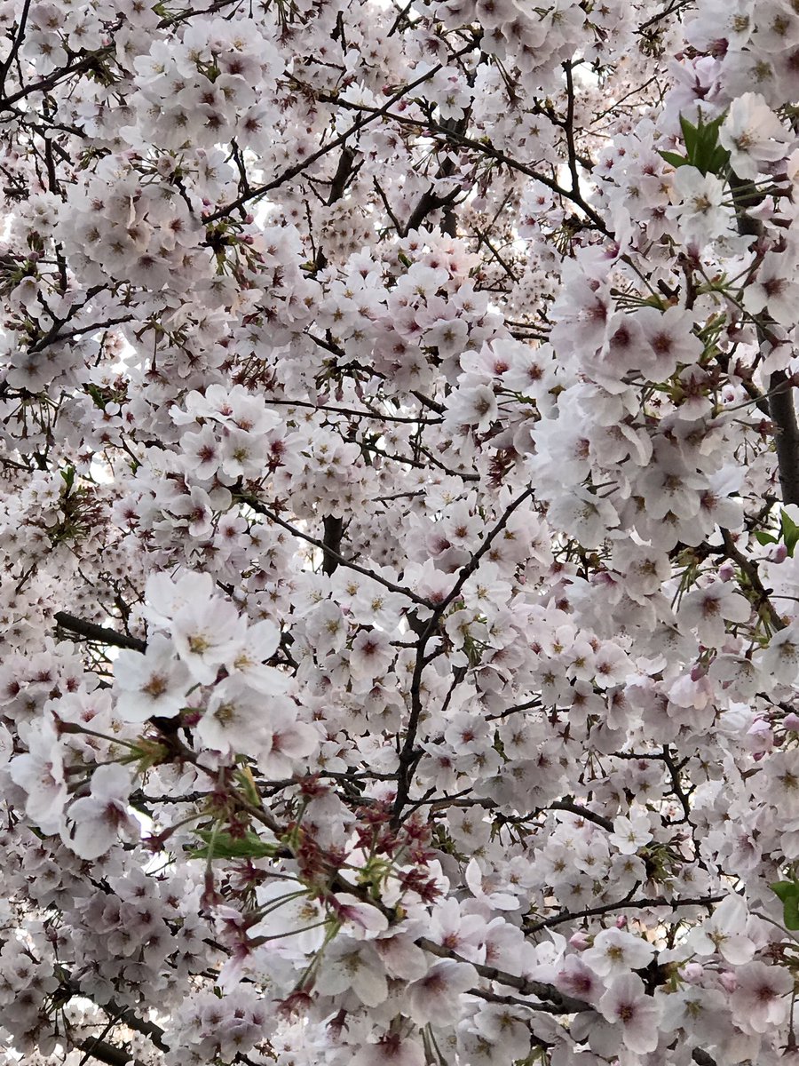 「今日ちらっと外に出たついでに桜を見ながら帰って来ました。
満開!きれいだー? 」|流石 景のイラスト