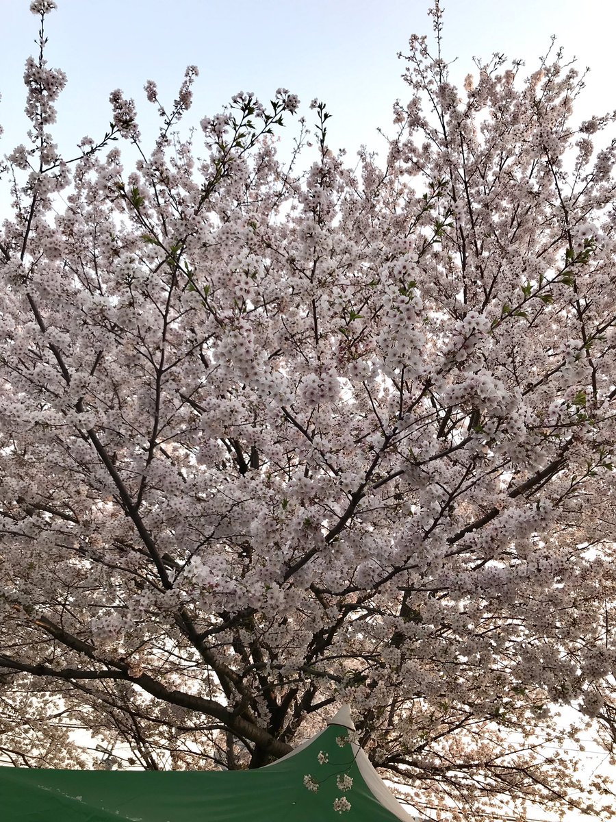 「今日ちらっと外に出たついでに桜を見ながら帰って来ました。
満開!きれいだー? 」|流石 景のイラスト