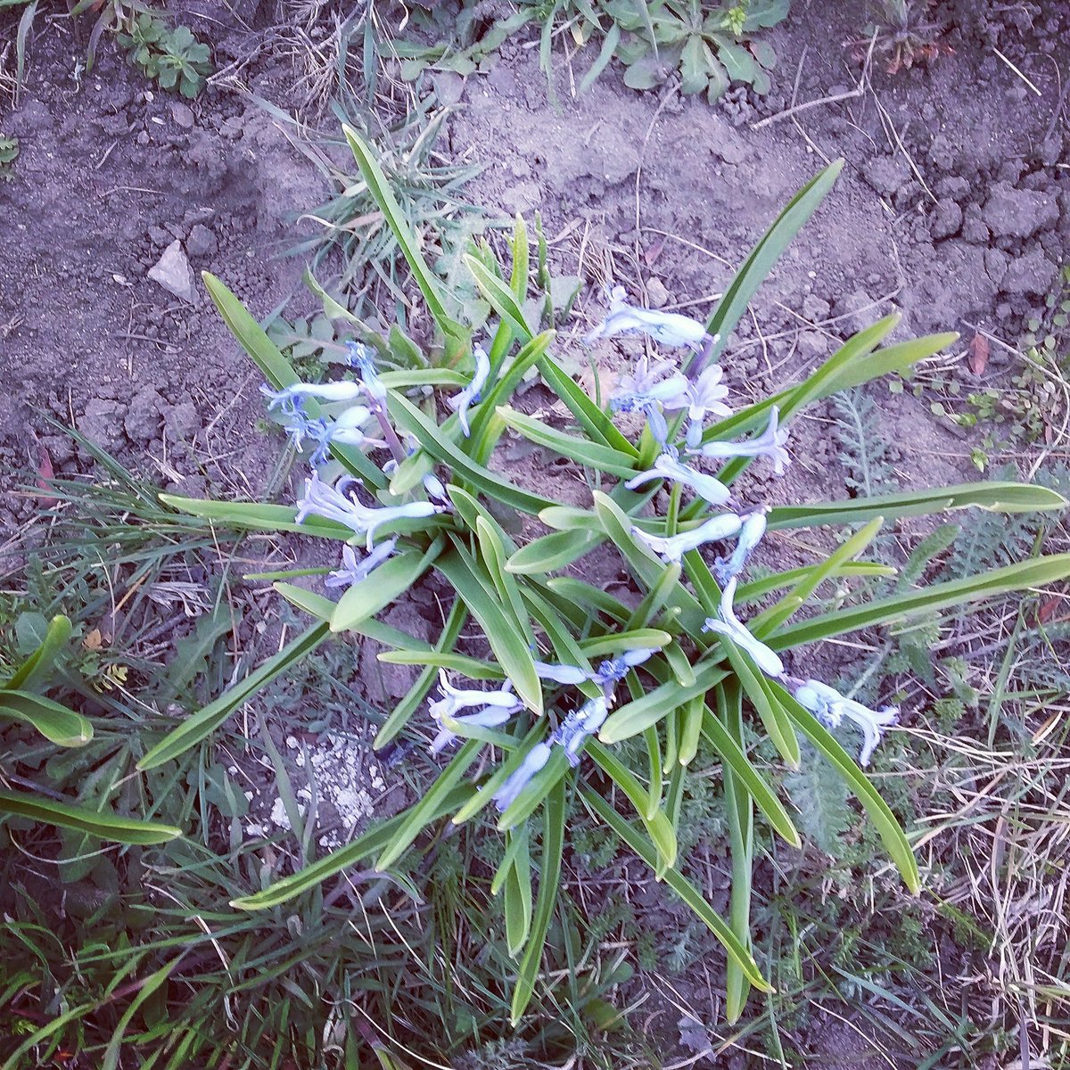 Olena08079434's tweet photo. #FLowers https://t.co/38D1EXJA0l