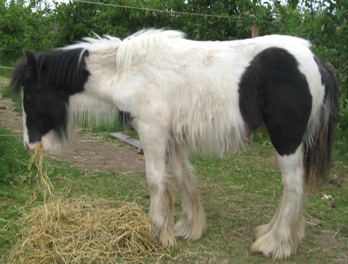 "Tis not enough to help the feeble up, but to support them after"
A #ShakespeareSunday #ThoughtOfTheDay 
with gratitude to all of you who are helping to support Eggsy xx
#quotestoliveby