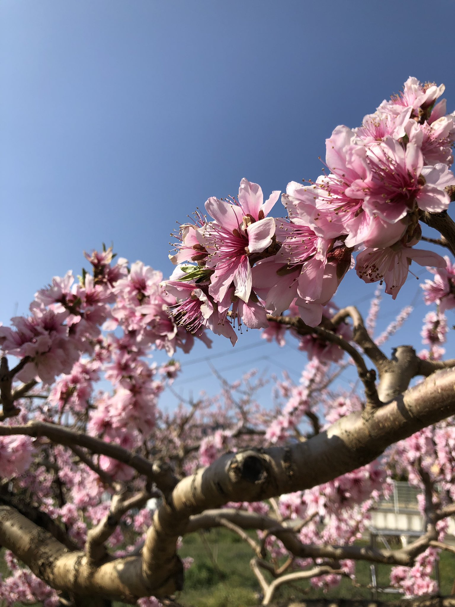 笛吹オリーブオイル前田屋 昨日は近所の農家さん達と桃畑でお花見をしました 桃も桜も満開でキレイでした 県外からも桃 の花を見にたくさんの人達が来ていて 町も賑わっていました 笛吹市 桃 桜 桃源郷春まつり T Co N2madjeifh