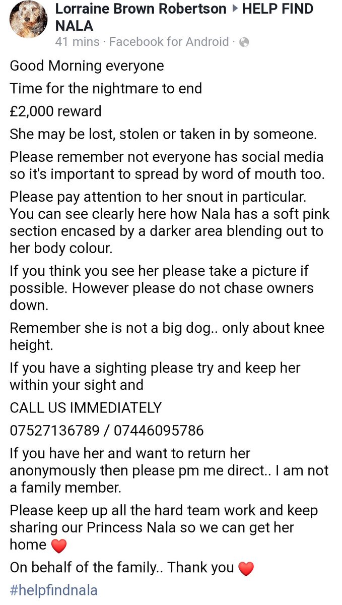 🐕 #NALA
£4,500 Reward
Please pay attention to her snout in particular. You can see clearly here how Nala has a soft pink section encased by a darker area blending out to her body colour.
She is not a big dog, only about knee height.
#nala #helpfindNala