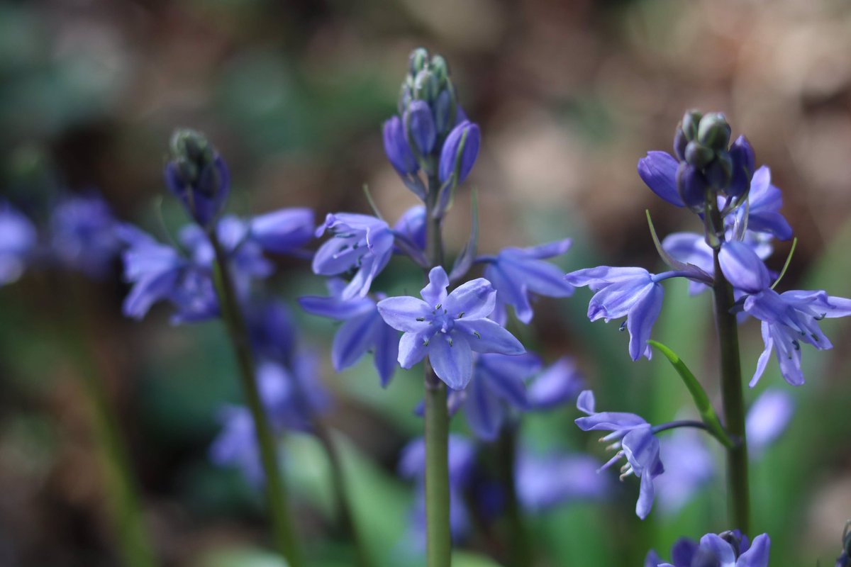 The trouble with studying botany is ‘Ooh, look pretty Bluebells’, is replaced with a sinking feeling as you see Spanish Bluebells, Hyacinthoides hispanica, dominating the local woods. 
Hope to find native Bluebells, Hyacinthoides non-scripta today #wildflowerhour #woodlandplants