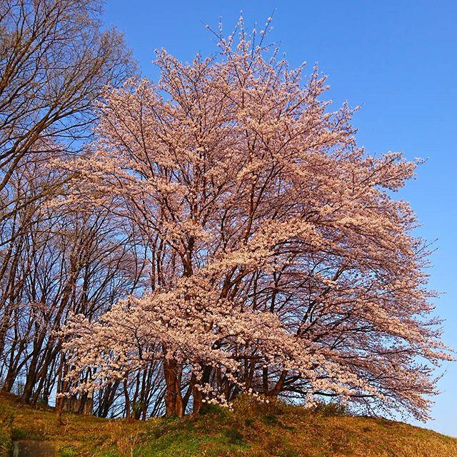 タンク山 Hashtag On Twitter