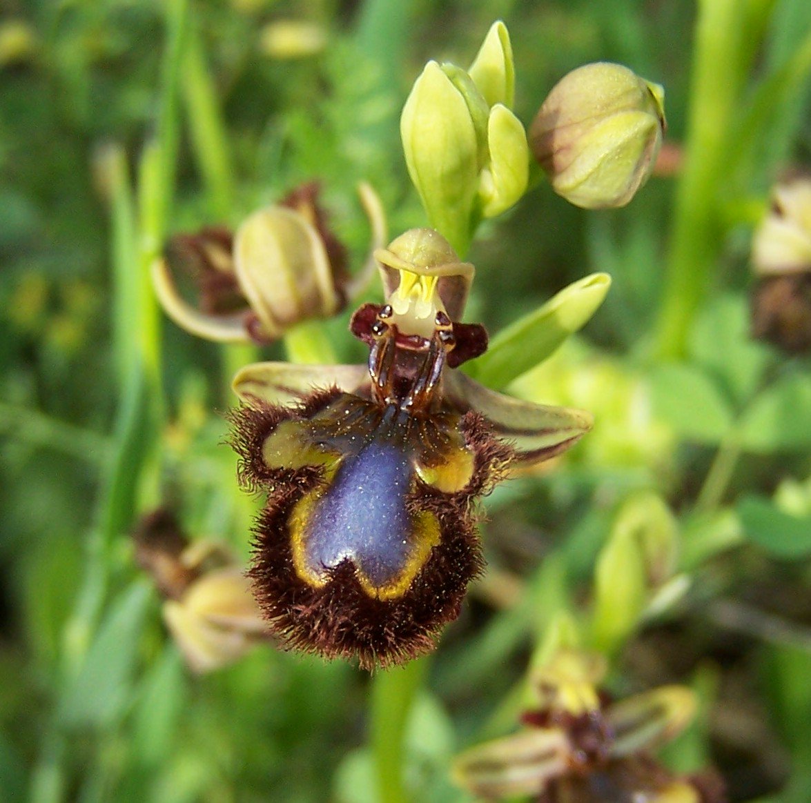 HidalgoRural's tweet photo. Foto de la semana
#TranquilidadRural #CasaRuralHidalgo #CorralCalatrava #CiudadReal #CasaRural #Naturaleza #FindeSemana #FloraYFauna #LaMancha #Respira #fotoAficionados #EscapadaRural #Descanso #castillalamancha  #Orquideas #Ophrys #Speculum @sabersabores @CMM_es https://t.co/Ptmphn93Fw