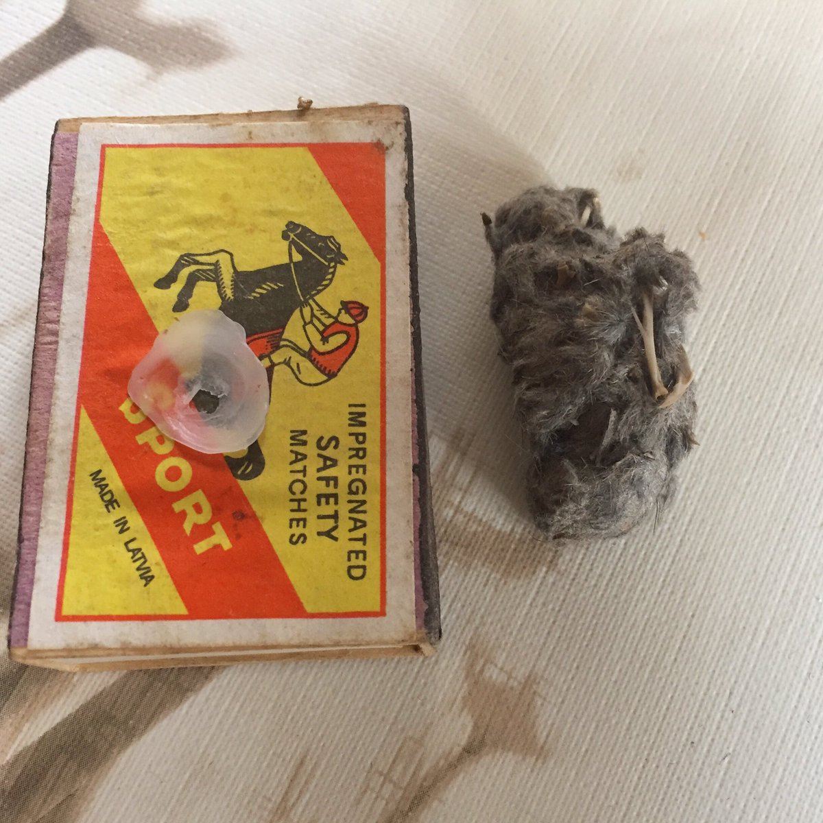 ZvaigznuAitas's tweet photo. Vai ziniet, kas tas par pelēko pikuci blakām sērkociņu kastītei? #foundinforest #canyouguesswhothisis #owlpellet https://t.co/xI2Nhaw0Ue