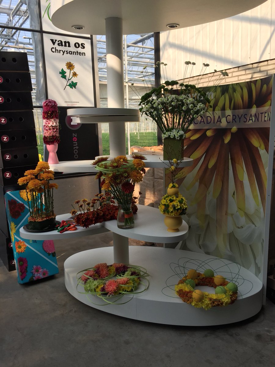 Het gebied loopt weer vol, prachtige chrysanten bij Van Os aan de Herenwerf #middendelftland , komt u ook?