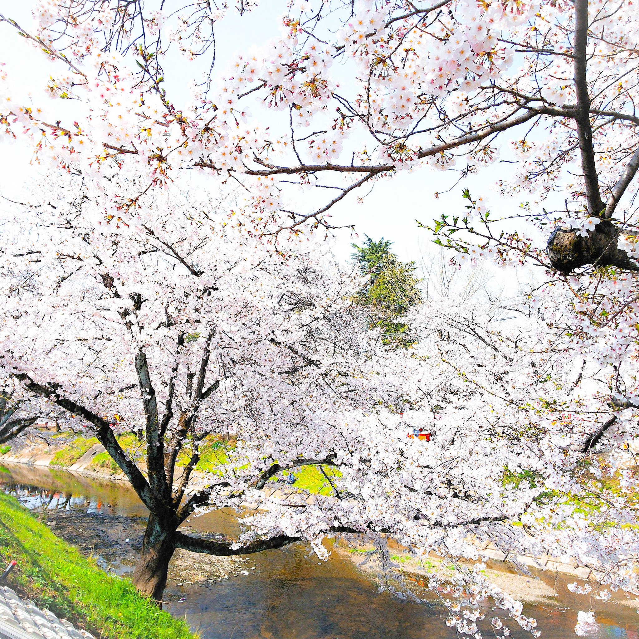 各務原市桜まつり Twitter Search Twitter