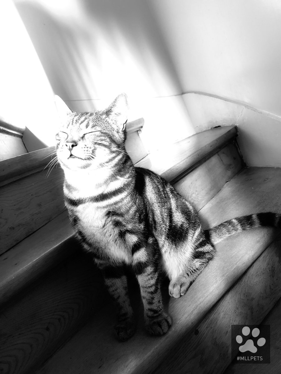 mllpets's tweet image. 🖤lovely #cat Johnson 🖤

🐾#mllpets🐾

🐾 watch my gallery Instagram 
➡️ instagram.com/mllpets/

🐾 watch my video Youtube 
➡️ youtube.com/channel/UCSWql…