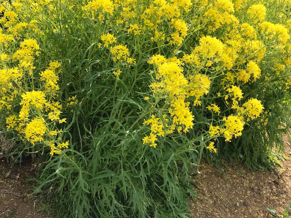 水菜の花 水菜の花