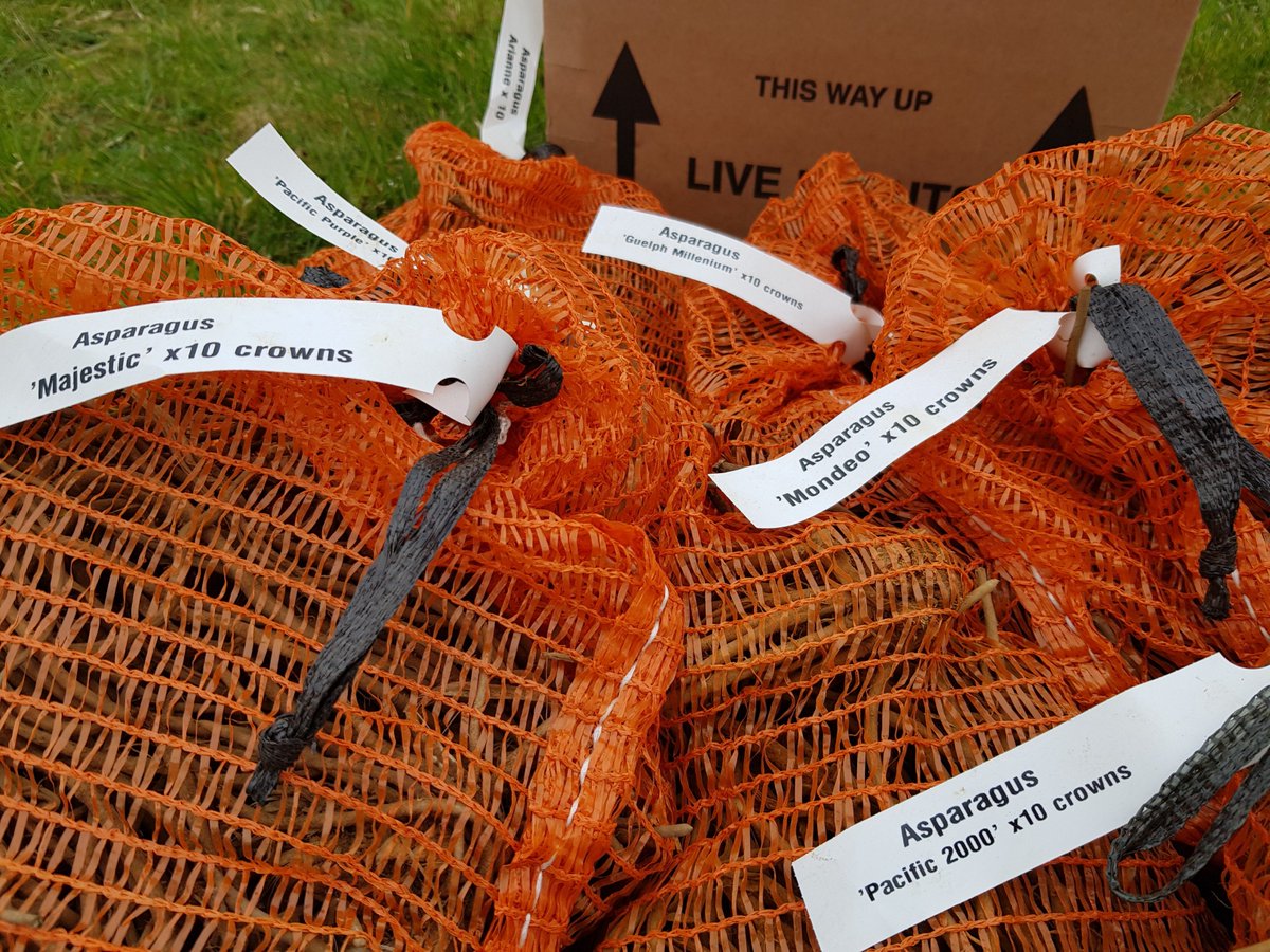 Goodie gumdrops, our delivery of Asparagus crowns arrived yesterday from <a href="/mrfothergill/">Mr Fothergills Seeds</a> looks like we will be busy today😍 #allotment #gyo #gardening #kitchengarden <a href="/HargreavesPLtd/">Hargreaves Plants</a>