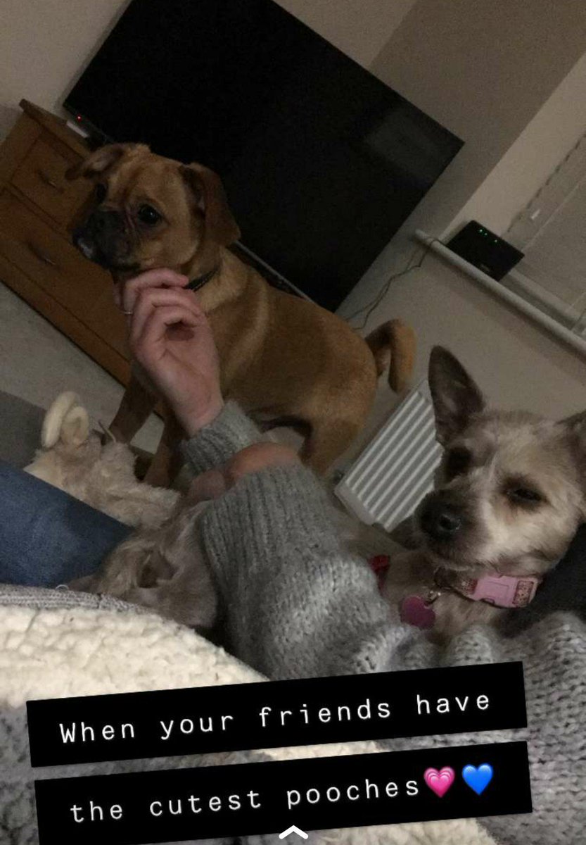 ShannonAnderso7's tweet photo. Proper Lady &amp; the tramp last night 🙈🐶❤️ @rachelbritton31 https://t.co/8OYQrY2gGK