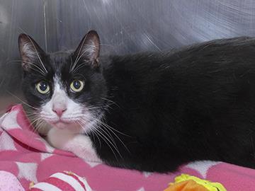 CHQCountyHumane's tweet image. Have you seen our latest news? conta.cc/2K8J9v7