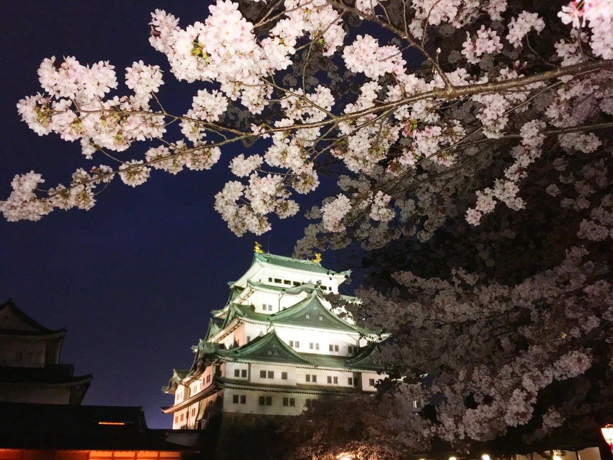 ハル 伊吹ロス En Twitter 名古屋城の桜まつりにも行ってきた 夕方だったけどライトアップされた夜桜が結構きれいだったな