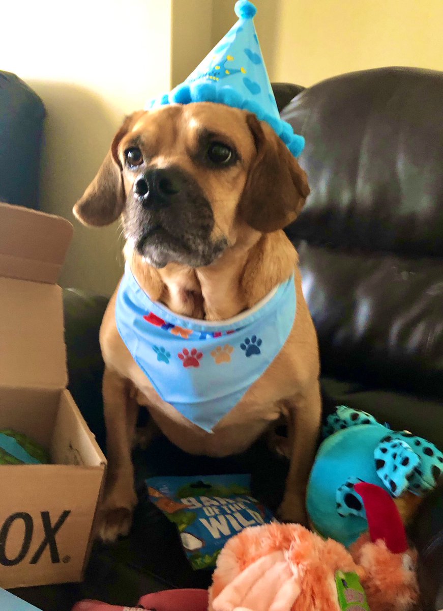 DrTeresaMC's tweet photo. My puggle Milo turns 5 today, and heβs enjoying his @barkbox.
Iβm so grateful for the many years of affection and companionship from this not-so-little-anymore prince. Heβs a big part of my #wellness!
#dogsoftwitter #itspawtytime #puggle #dogsarelove
@dog_rates @firstdogsSB https://t.co/WrPttOHaZx