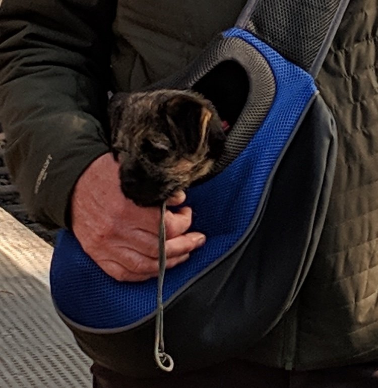 #BTPosse today I went to the 🚂 station to drop hoosis off, lots of folk wanted to stroke me,