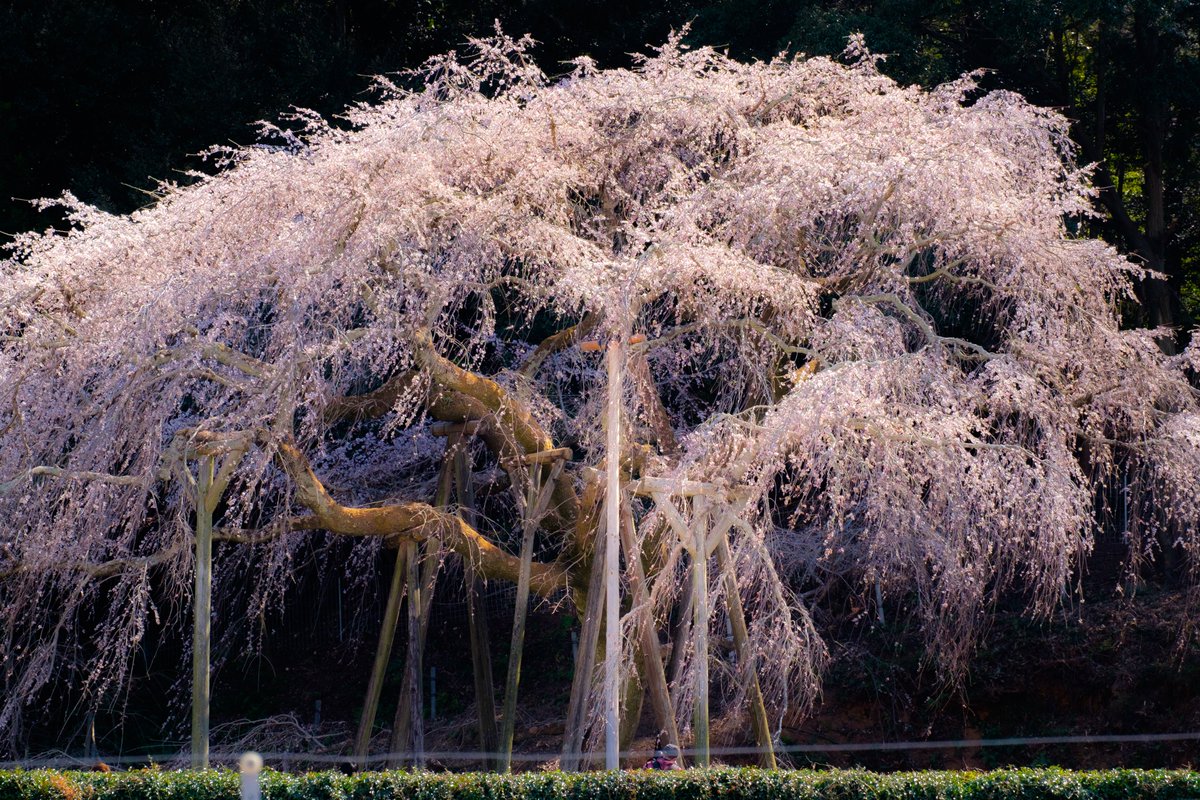 小峰 写真アカ 愛知県岡崎市の奥山田のしだれ桜を撮影してきました とても大きなしだれ桜で迫ってくるような迫力がありました 富士フイルム Xt 1 岡崎 しだれ桜 奥山田のしだれ桜 桜 写真好きな人と繋がりたい ファインダー越しの私の世界