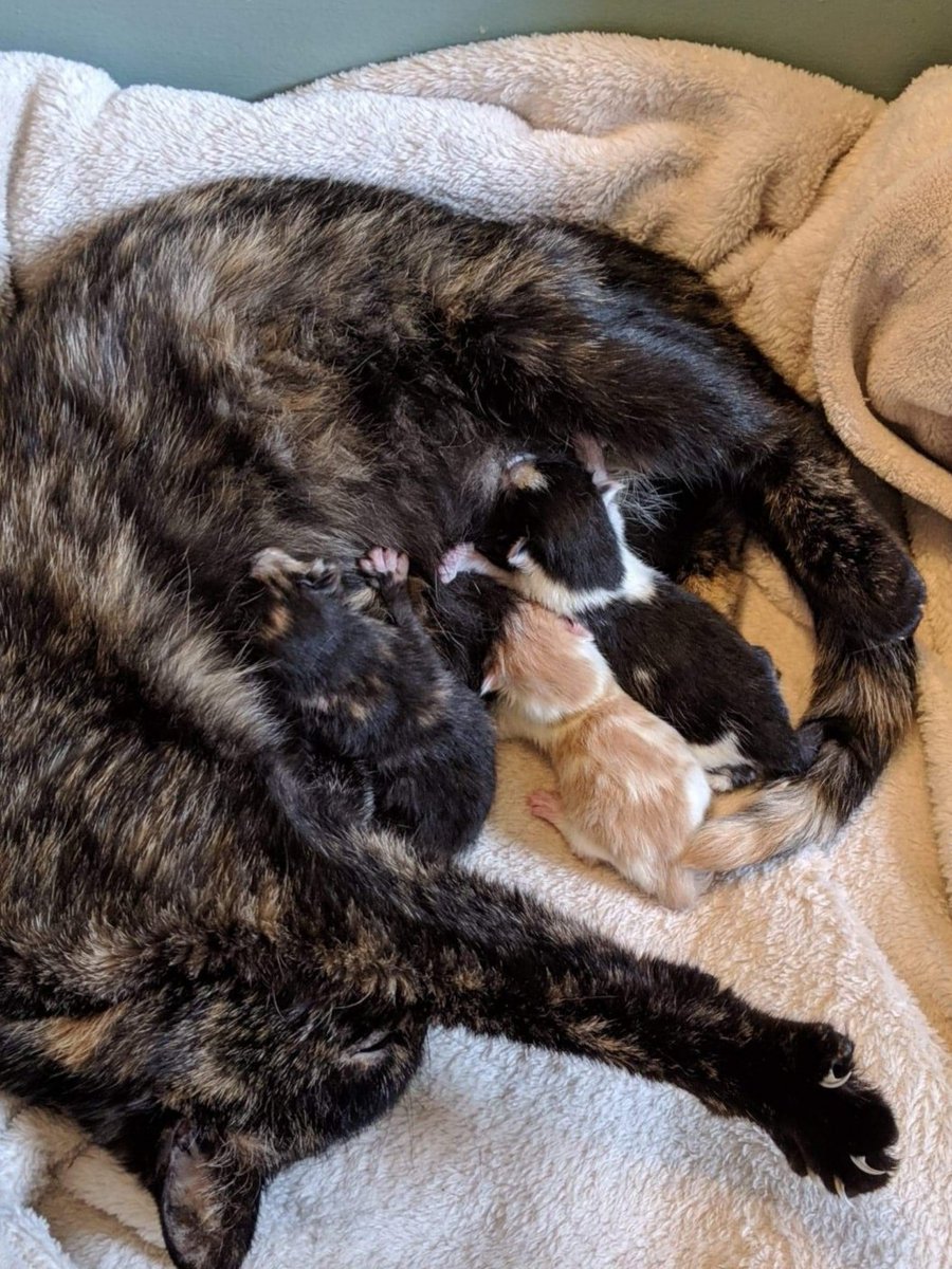 HouseofMews's tweet photo. We have great Mews!!  Fiona is having her babies, three so far have been born!! Happy Birthday babies!! https://t.co/el4lRv4vif