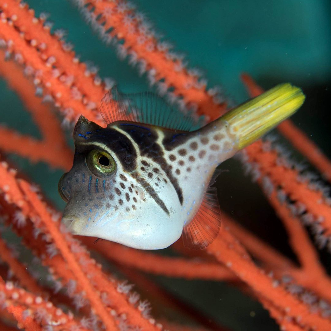 underwaterspot's tweet photo. This is the Mimic Filefish. This species evolved to imitate the Black Saddled Toby, a type of Puffer that is poisonous to eat. The easiest way to identify the Mimic Filefish from the Black Saddled Toby is by the long dorsal and anal fin, and the raised dorsal spine seen here. https://t.co/rYxGlLqjUw