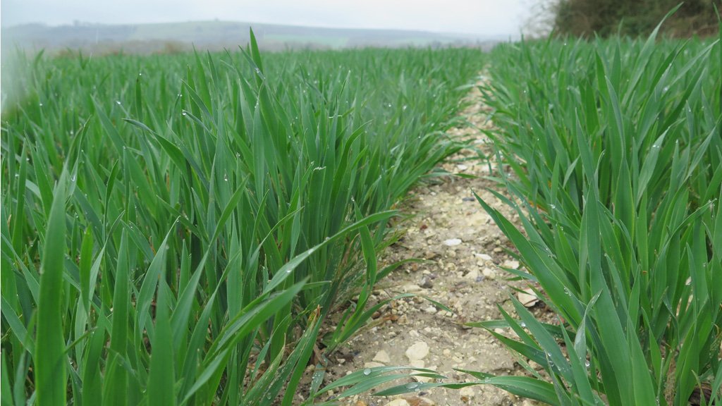 SyngentaUK's tweet photo. Tailoring PGR timings and treatments to your varieties and current growth can enhance #rooting and #standingpower later in the season.
Find out more: https://t.co/hyan4pjijc https://t.co/ZhvcgHlDcg