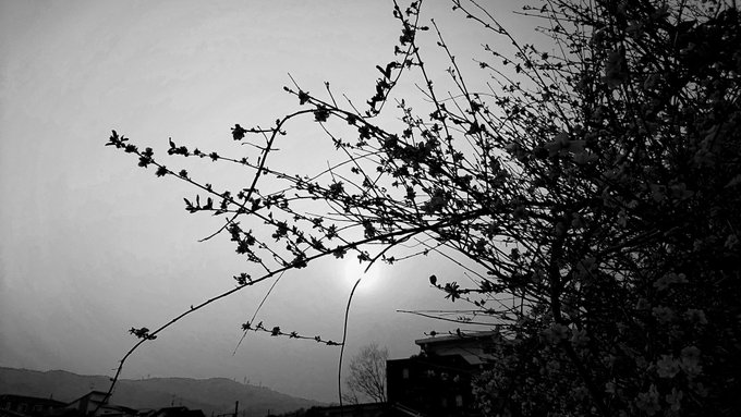 芝桜のtwitterイラスト検索結果 古い順