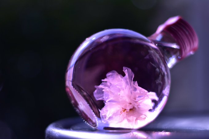 さくらさらさらのtwitterイラスト検索結果