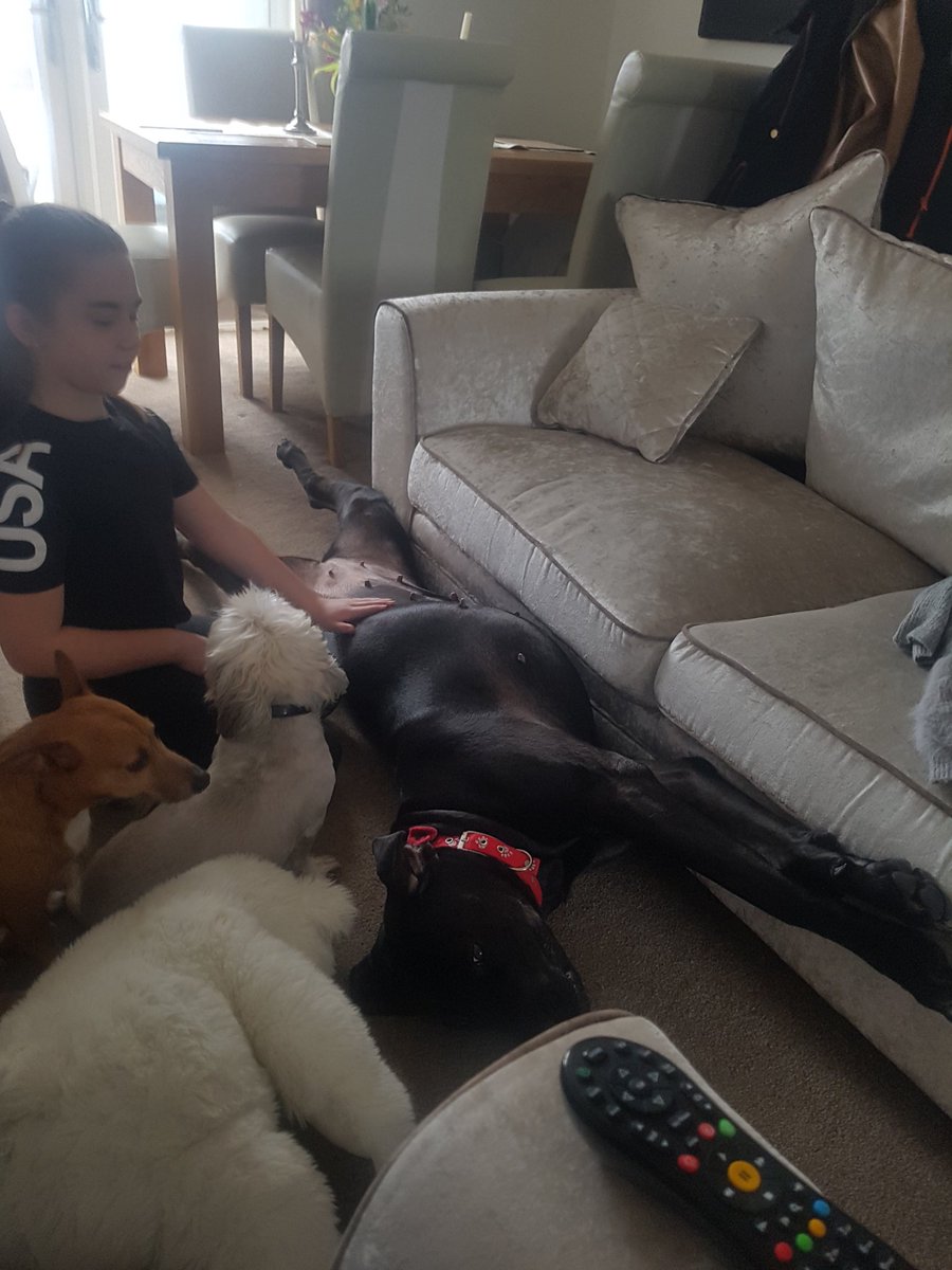 When your dog is as long as your settee.