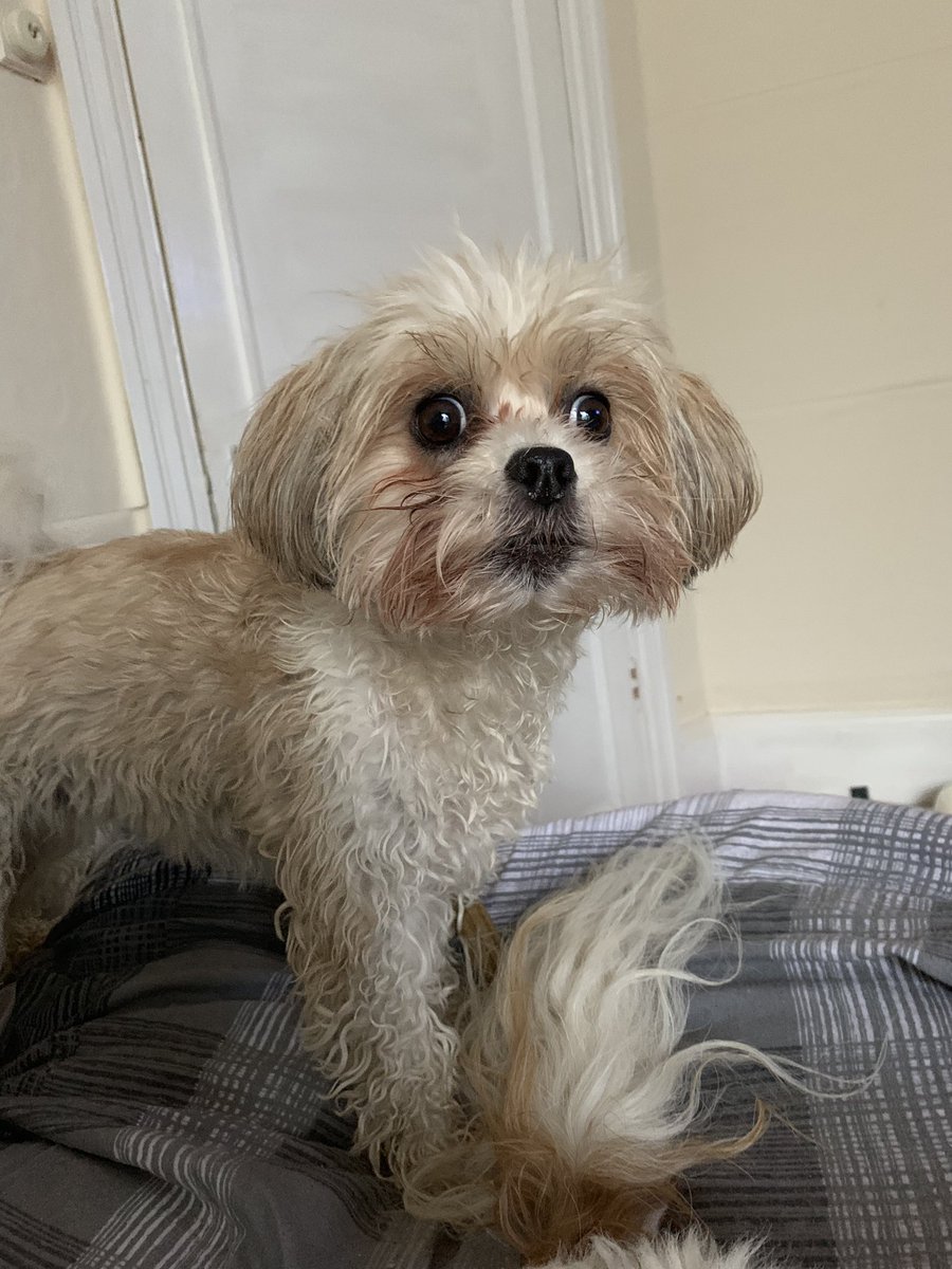 Puhthepuppy's tweet photo. When you wake up and the Gardener turns up unexpectedly outside the window with the weed hacker !!!! 😱😱😱😱😱 #furup #shocked #eyeswideooen #surprise #ZSHQ #iampuh 🐶🐾💕 https://t.co/whZA3k81qP