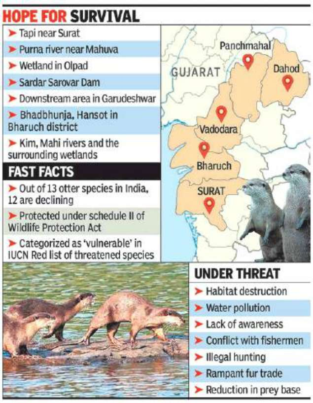 Indian_Rivers's tweet photo. #River #Biodiversity:- Vulnerable smooth-coated #otters that had made a comeback in central &amp; south #Gujarat in past 1 decade r now facing serious threat from poachers in Hansot taluka of Bharuch.
 https://t.co/6Yq7zwcoPI @wild_otters @yamunajiye @indiawater @MongabayIndia https://t.co/OFWQ19CXhx