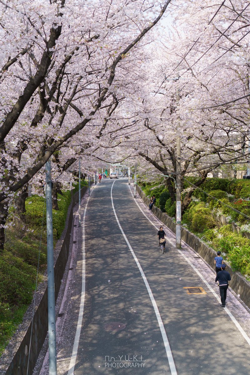 平岡 祐樹 No Twitter 桜坂 東京都大田区田園調布本町 福山雅治のヒット曲 桜坂 のモデルとなった場所のうちの一つ 桜のトンネルと 葉桜混じりの桜吹雪がとても綺麗でした iii Batis40 Xe3 Xf56mmapd Classicchrome T Co Nmmmwm3yvn