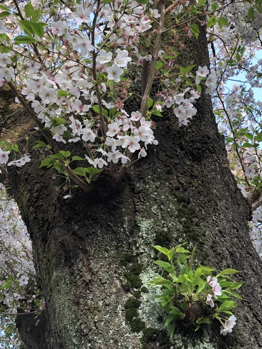 今日お花見してきたんだけど、こういう唐突にメキョッと出てきてるとこを見るのが好き。そこからごわっさぁ〜と花が咲いてるのが不自然なのに自然で面白くて好き 