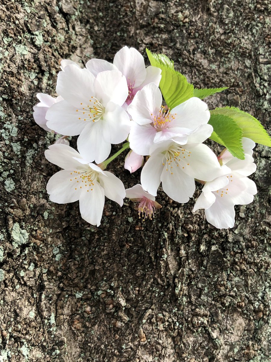 今日お花見してきたんだけど、こういう唐突にメキョッと出てきてるとこを見るのが好き。そこからごわっさぁ〜と花が咲いてるのが不自然なのに自然で面白くて好き 
