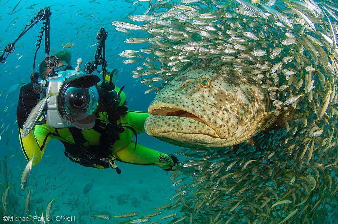 Padi Japan A Twitter 悪名高い ゴライアスグルーパーは体長約2 5mに瀬長する巨大魚で 獲物は基本的に丸呑み サメにすらかぶりつく果敢且つ獰猛な性格の持ち主なので 海で出会ったら注意が必要です フロリダ Michael Patrick O Neill T Co Nx5uqlwwzs