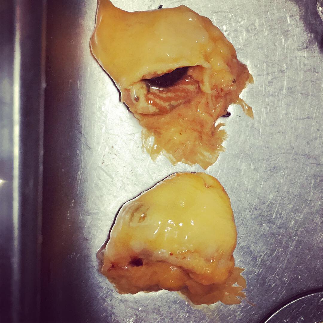 老海鼠 Twitter Search Twitter