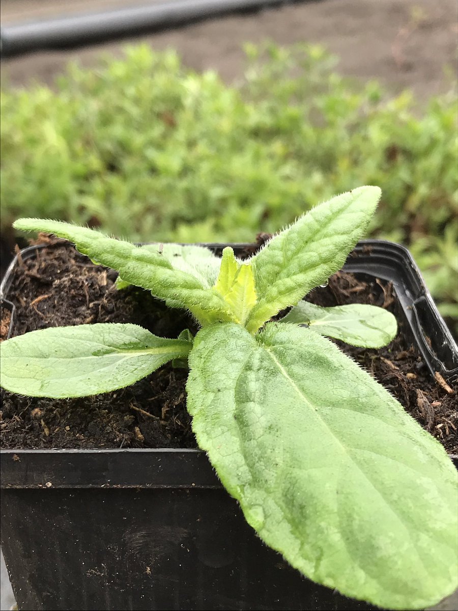 OlDaip's tweet photo. Aardpeer ‘Weisse Truffel’ (Helianthus tuberoses) #bijzondere #groenten #tuinieren  https://t.co/wO88nDG263 https://t.co/NfAXZpwW3S